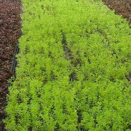 五色草種苗種植基地