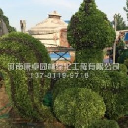 南陽李寨生態園五色草造型