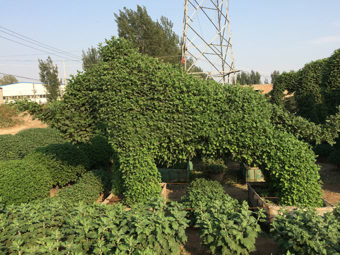 菊花造型斗牛